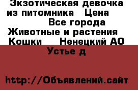 Экзотическая девочка из питомника › Цена ­ 25 000 - Все города Животные и растения » Кошки   . Ненецкий АО,Устье д.